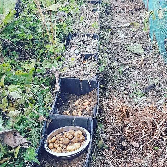 Как посадить и выращивать ранний картофель рассадой, советы