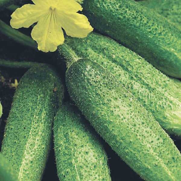 Сорт огурцов седрик: описание, характеристика, выращивание и уход