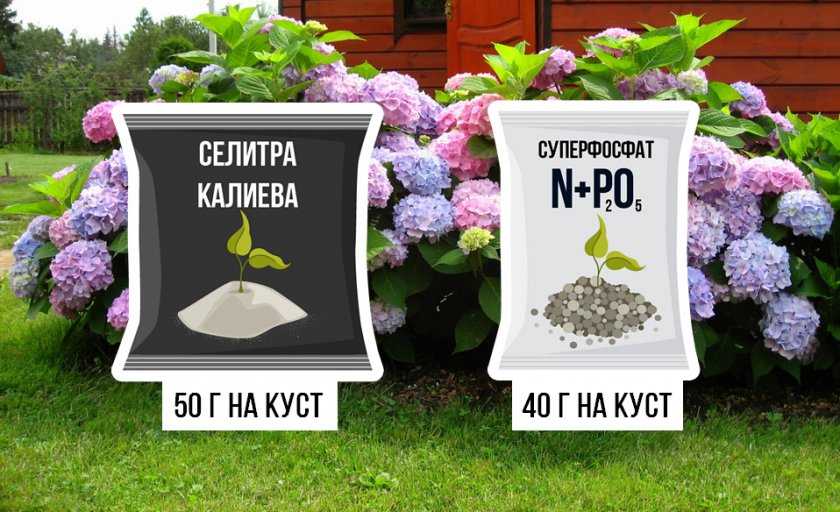 Схема подкормки гортензии