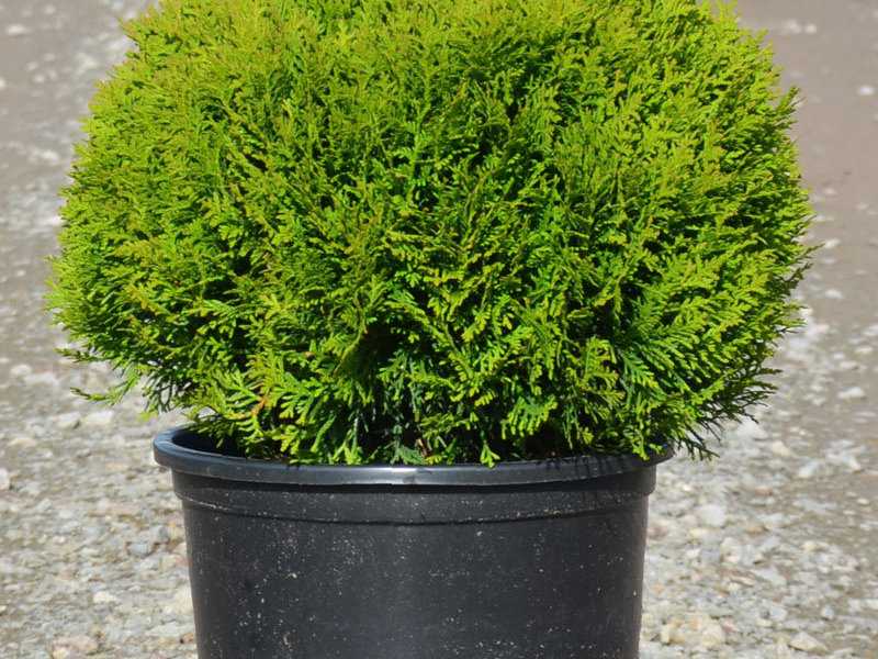 Туя западная даника (thuja occidentalis daniса)