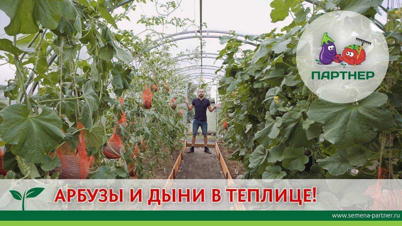 Схема посадки арбузов в теплице из поликарбоната