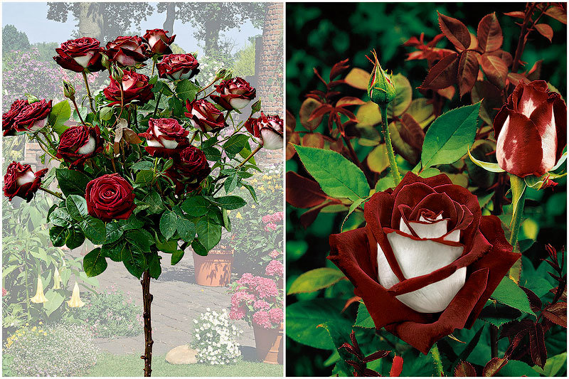 Роскошные кустовые розы: изысканный сад с королевским ландшафтом