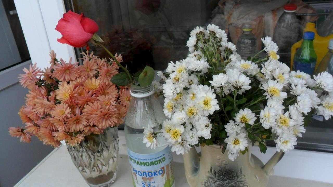 Как стоят хризантемы в вазе. Букет дачных хризантем. Хризантемы долго стоят в вазе. Хризантемы в воде в вазе. Чтобы дольше стояли хризантемы.