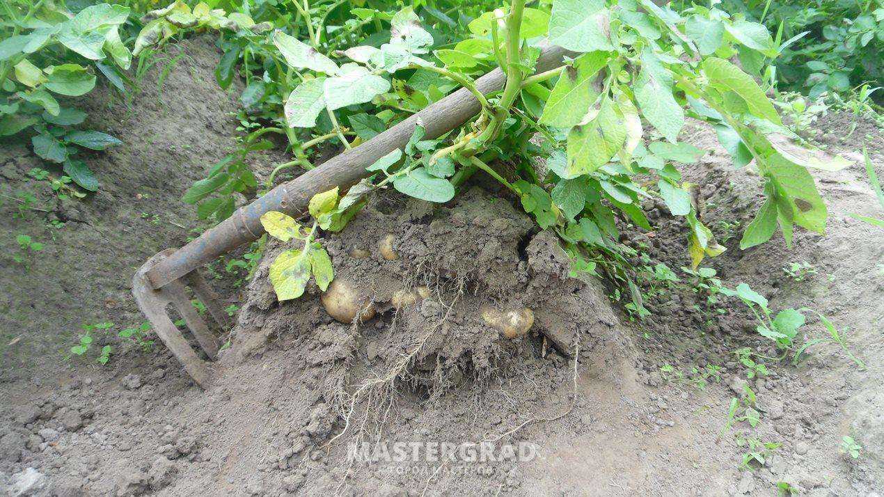 Гребни картофеля. Картофель в гребни. Посадка картофеля в гребни. Гребневая посадка картофеля. Гребневый метод посадки картофеля.