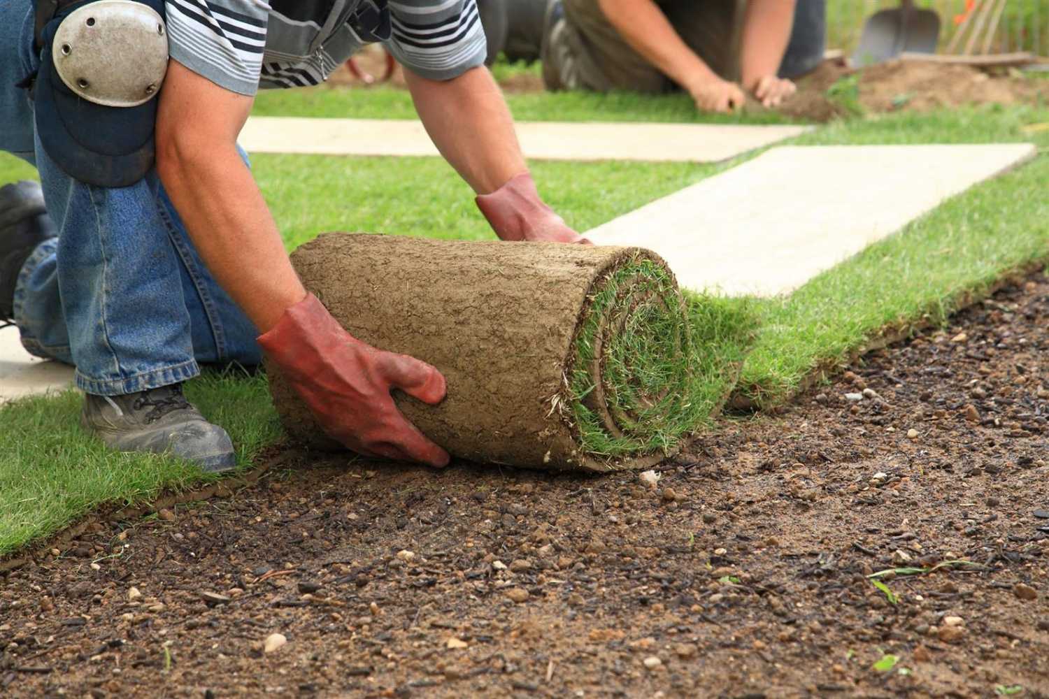 Как сажать газонную траву - пошаговая инструкция технологии посадки