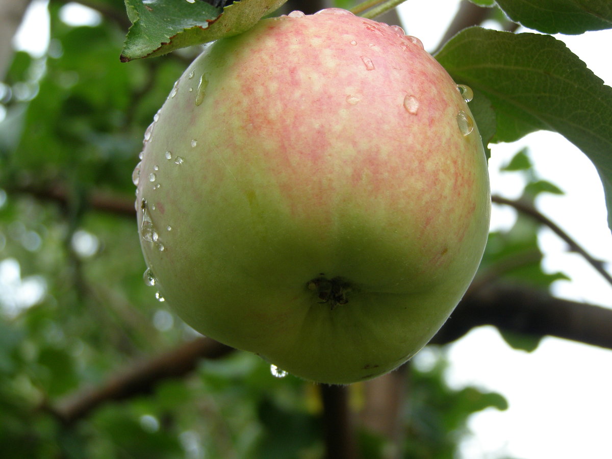 Сорт яблони апорт: описание, достоинства и недостатки, подвиды, фото, отзывы