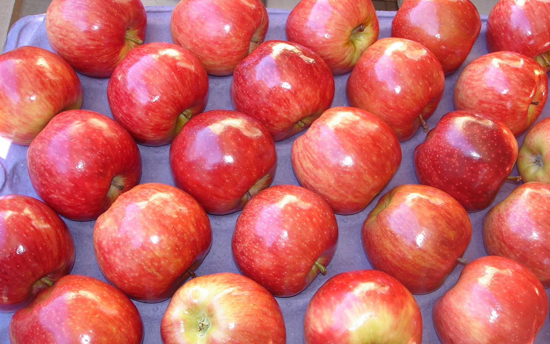 Описание и характеристика сорта яблони айдаред