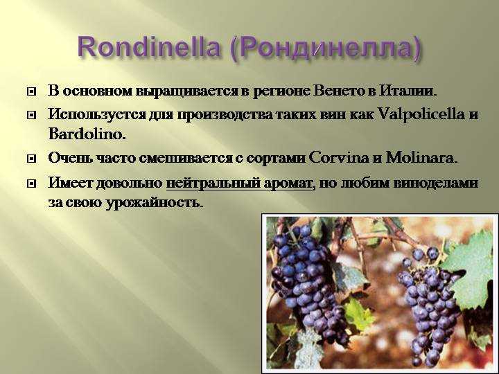 Виноградное вино сканворд. Корвина сорт винограда. Рондинелла сорт винограда. Классификация винограда. Классификация сортов винограда.
