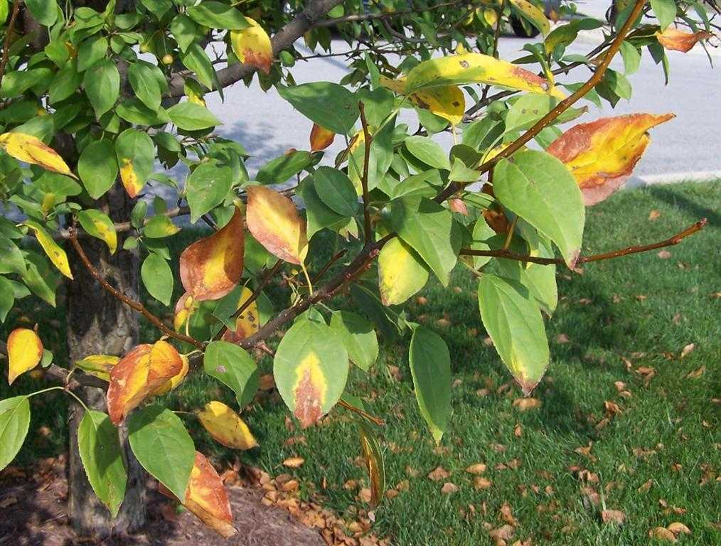 Почему на яблоне мало листьев и стали сохнуть ветки