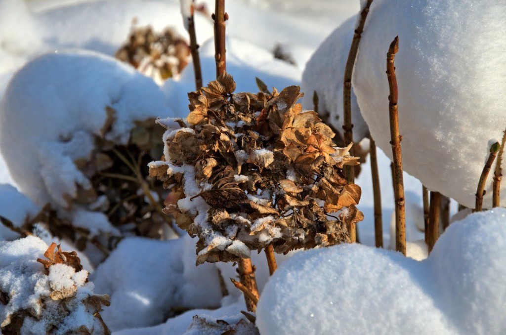 Как подготовить комнатное растение гортензии к зиме?