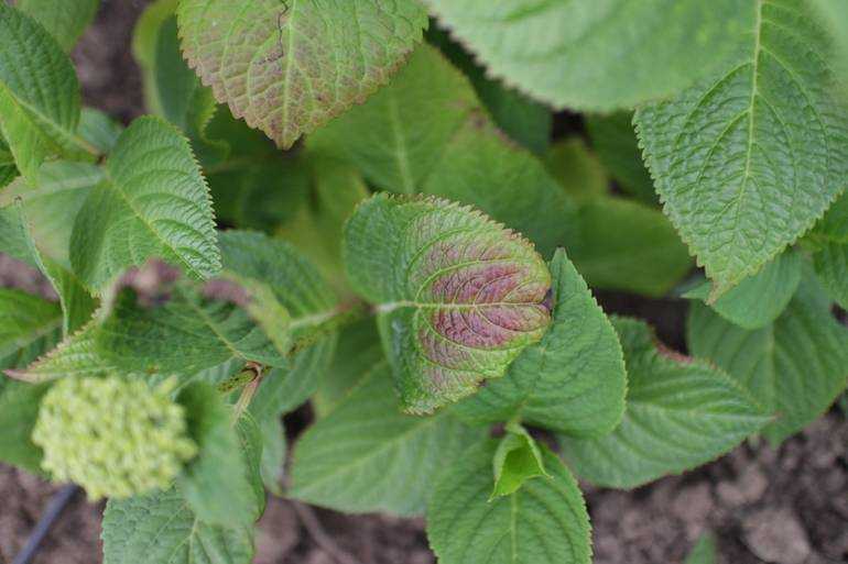 Лечение хлороза у гортензии в саду: как применять железный купорос
