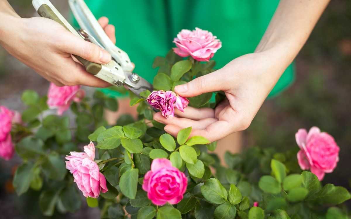 Как ухаживать за пионами весной, чтобы добиться их пышного цветения
