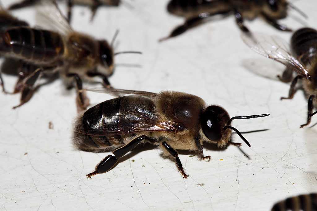 Трутни – члены пчелиного семейства. как оказалось – важные и полезные