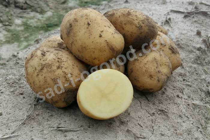 Среднеранний картофель «леди клэр» (леди клер), описание сорта, характеристика и фото