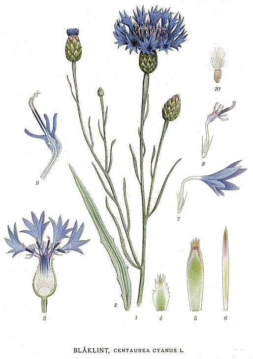 Василек синий: описание растения, выращивание и применение