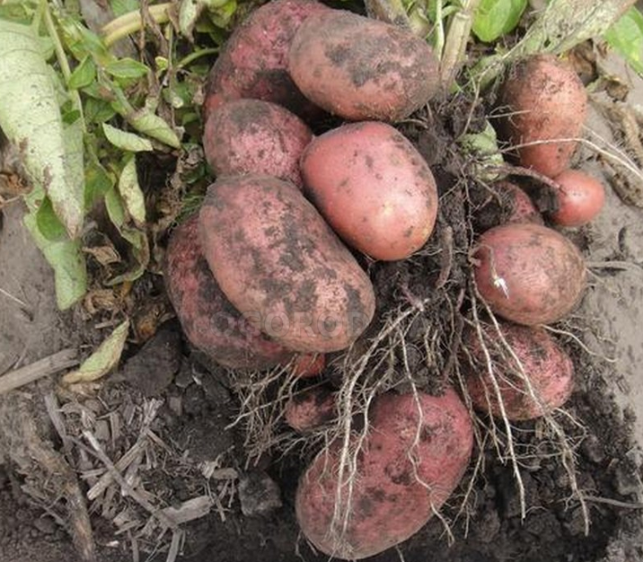 Сорт картофеля «рябинушка»: характеристика, описание, урожайность, отзывы и фото