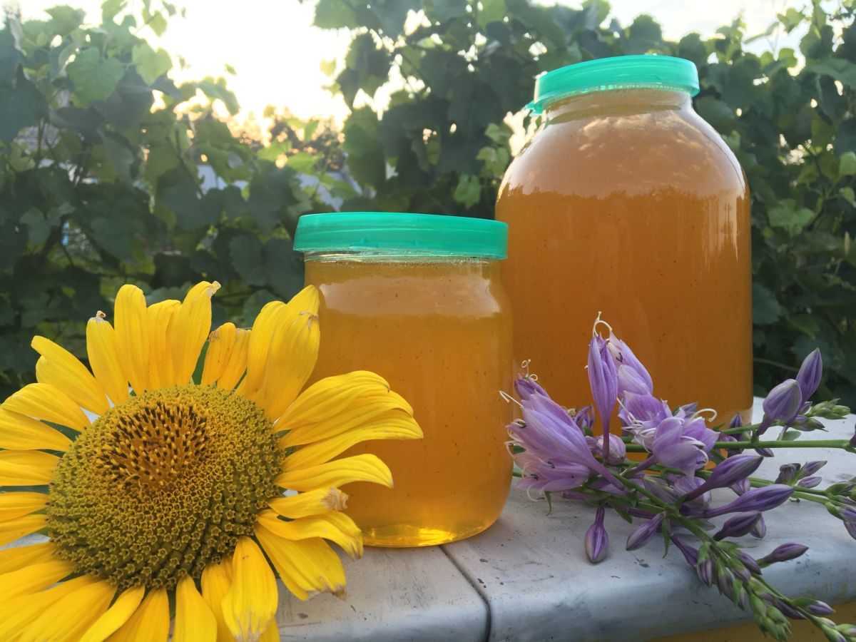 Васильковый мед — состав, полезные и лечебные свойства