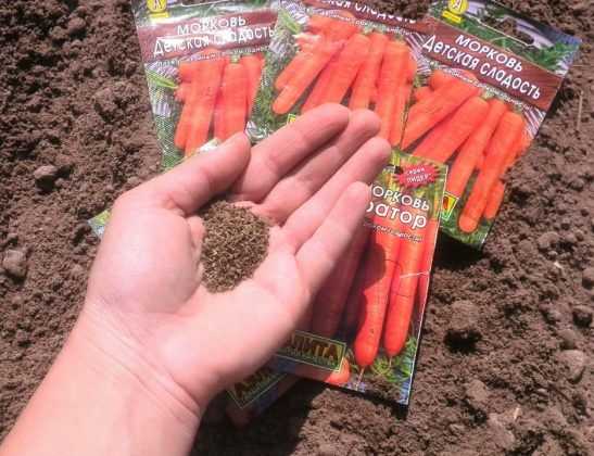Сроки посадки моркови в средней полосе россии, на урале, советы и рекомендации