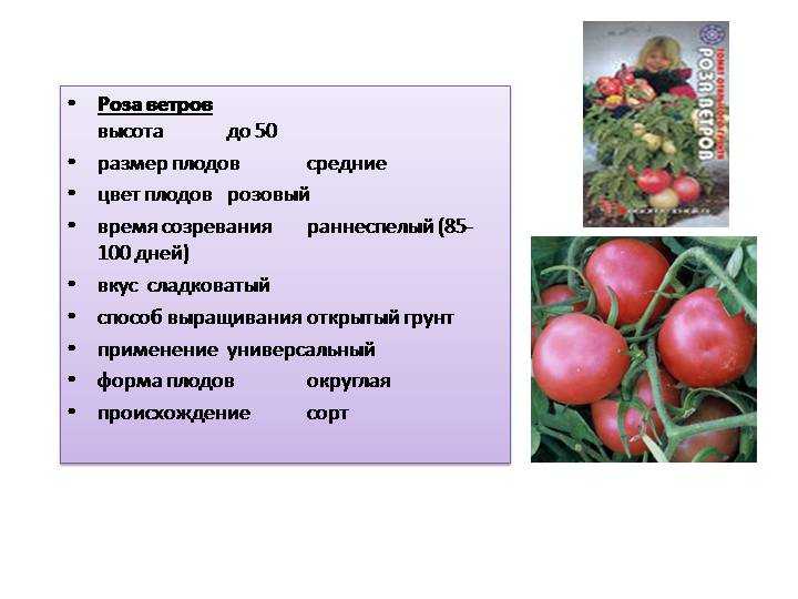 Томат новичок красный: характеристика и описание сорта помидоров, фото, отзывы тех, кто сажал, видео