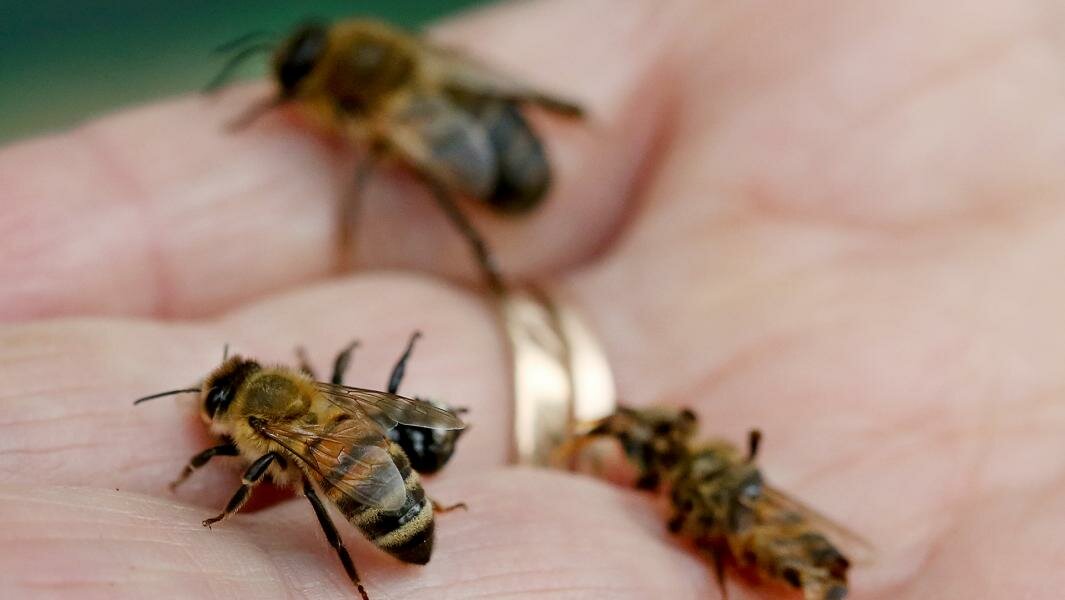Чем чревато роение пчел и как с ним бороться?