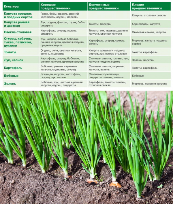 Совместимость растений на огороде: таблица. что с чем сажать