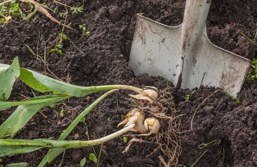 Как хранить тюльпаны до посадки? когда выкапывать луковицы тюльпанов