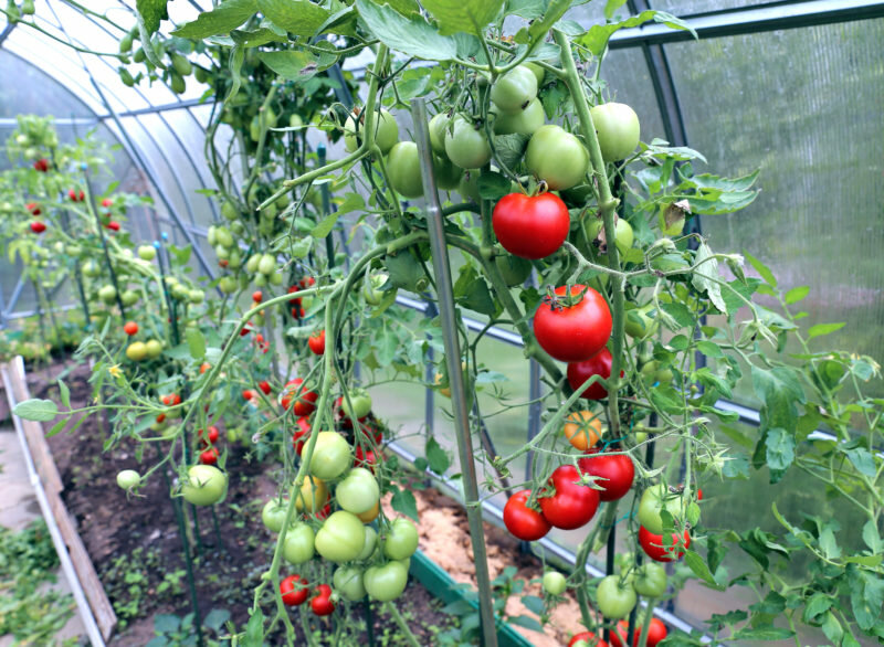 Помидоры в теплице из поликарбоната: посадка и уход, правильная технология выращивания томатов, как получить ранний урожай, а также советы и секреты высокой урожайности, фото-материалы