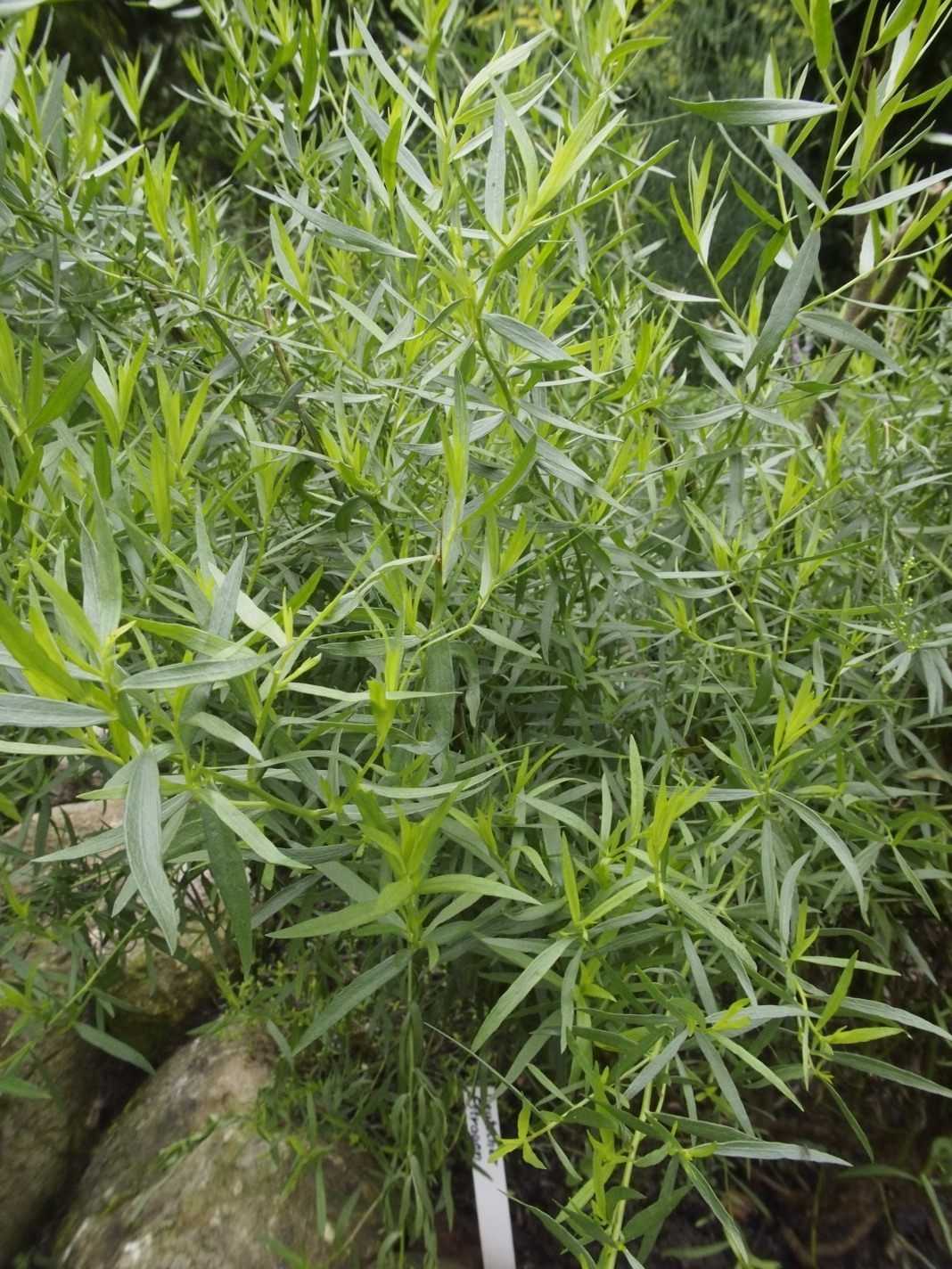 Применение травы тархун: для чего и как используют в медицине, где можно встретить в кулинарии, с чем едят растение, какие блюда с ним есть, а также фото эстрагона