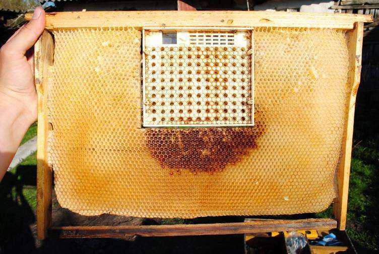 Что такое пчелиная мерва и как её правильно применять