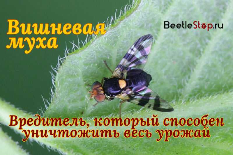 Вишневая муха: признаки поражения растения и борьба с вредителем