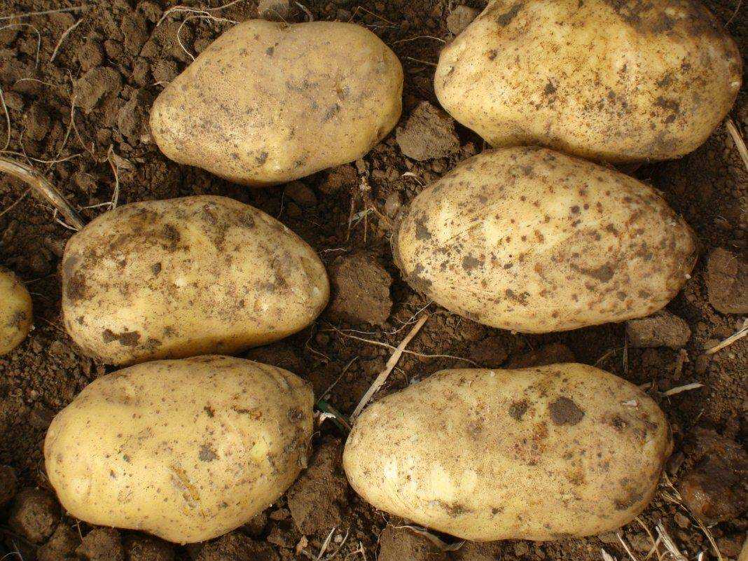 Описание картофеля аризона. выращивание сорта и уход за ним