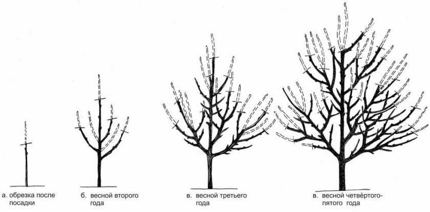 Кронирование дуба схема