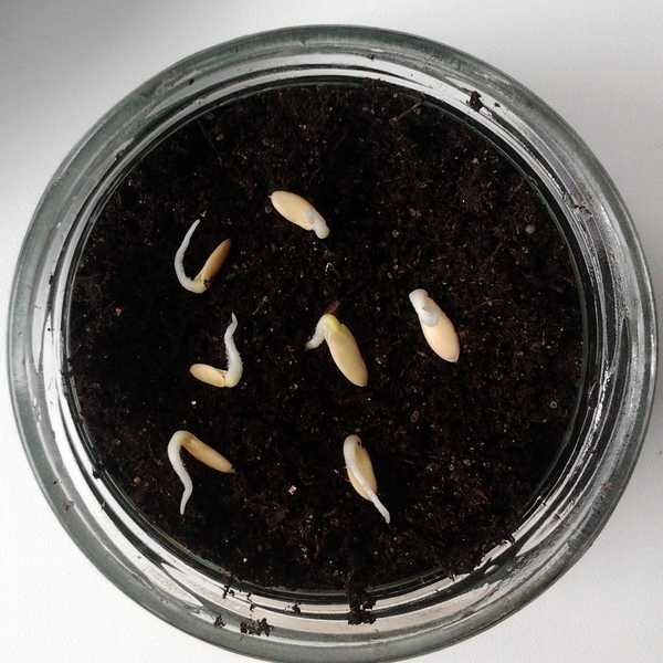 Как прорастить семена огурцов в домашних условиях