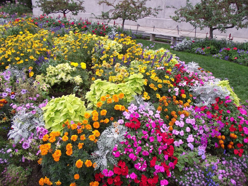 Каталог многолетних цветов для дачи: фото с названиями