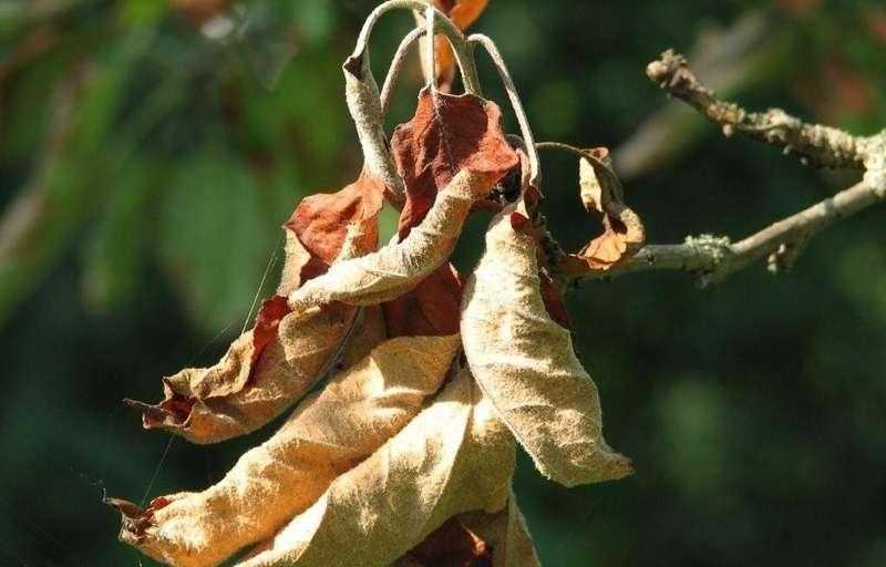 У черешни скручиваются листья — основные причины и советы как вылечить болезни черешни (100 фото)
