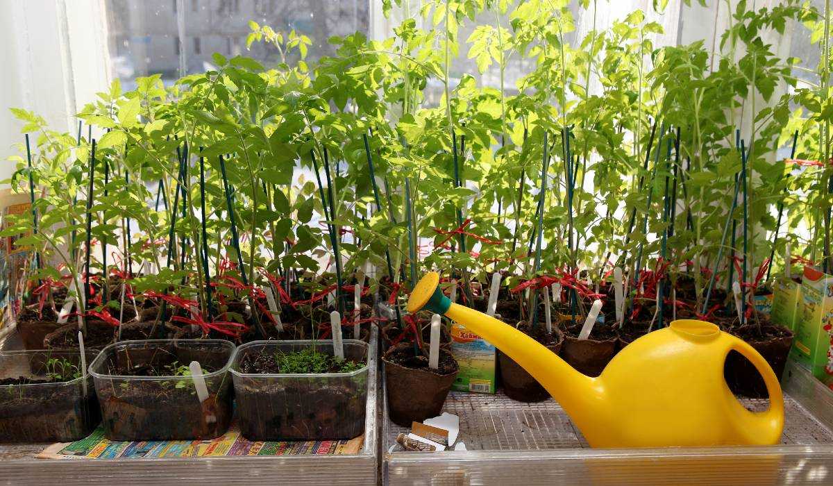 Китайский способ выращивания рассады томатов