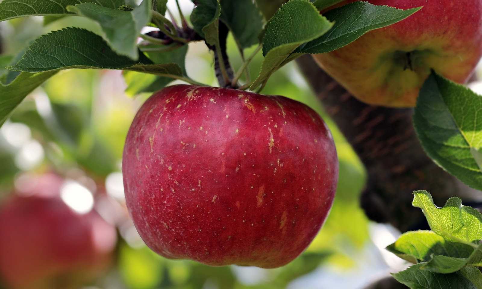 Описание и характеристики яблони сорта апорт, особенности посадки и ухода