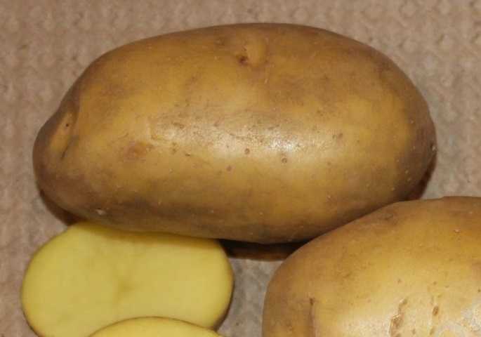 Картофель "великан": описание сорта, характеристики корнеплода, советы по выращиванию, а так же фото-материалы