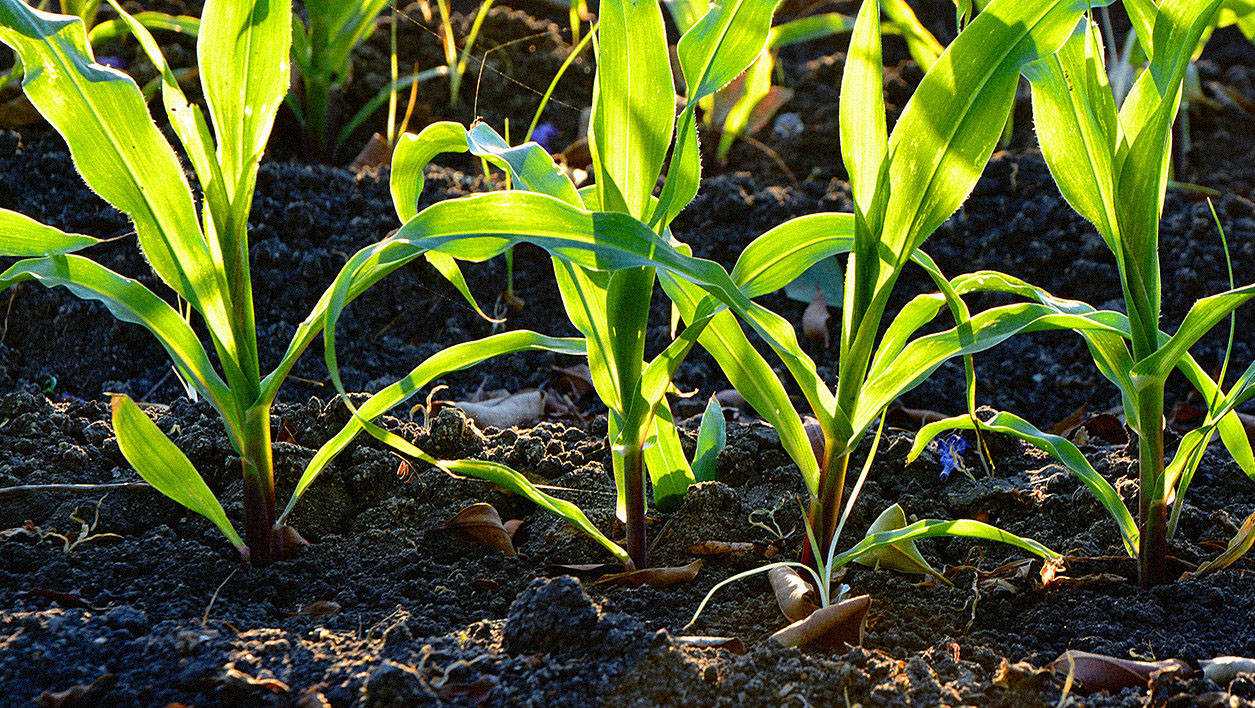 Посадка кукурузы рассадой в открытый грунт: как высаживать, при какой температуре
