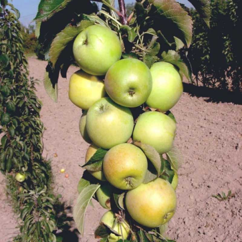 Колоновидные яблони — рекомендации по выращиванию