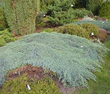 Можжевельник Блю Карпет (Blue Carpet) - описание сорта растения. Саженцы Блю Карпет в садовой энциклопедии