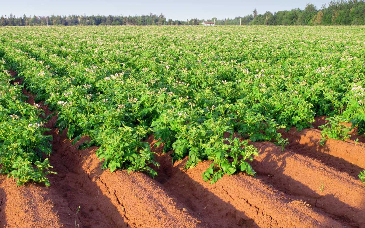 Что сеять после картофеля на следующий год – список культурных растений