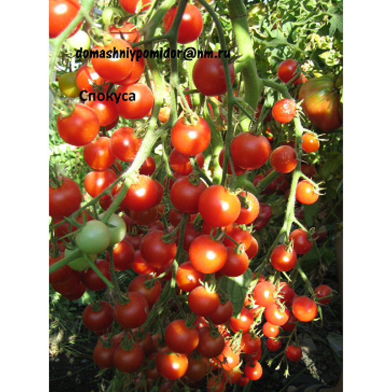 Сорт томата «чио чио сан»: описание, характеристика, посев на рассаду, подкормка, урожайность, фото, видео и самые распространенные болезни томатов