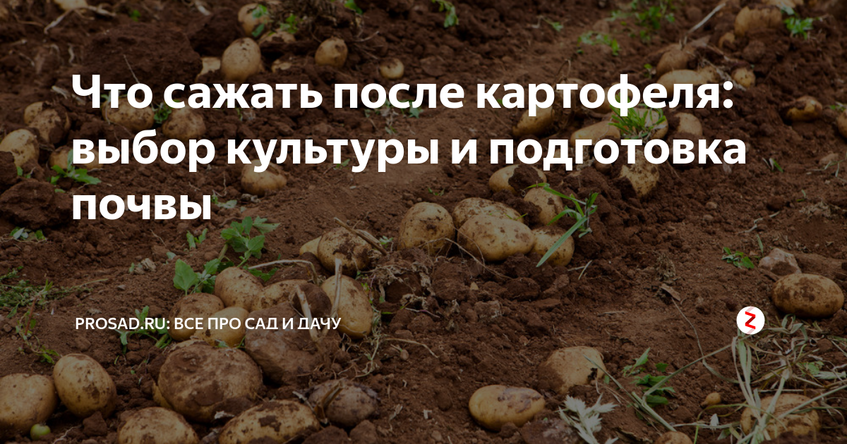 Что посадить после картошки: правильный севооборот