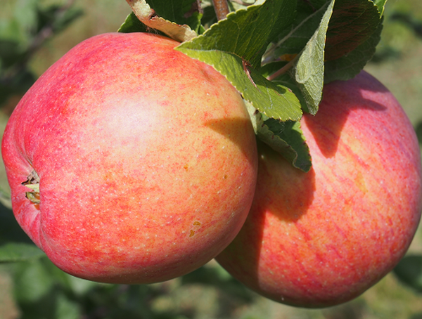 Яблоня пепин шафранный – 8 особенностей и 10 рекомендаций по посадке и уходу