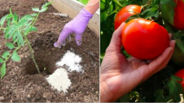 Что класть в лунку при посадке помидор в теплице?