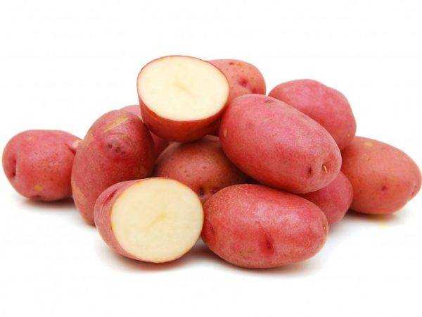 Сорт картофеля «зорачка»: характеристика, описание, урожайность, отзывы и фото