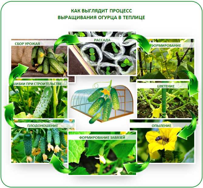 Сорт огурцов родничок: характеристика и описание с фото, выращивание сорта и уход