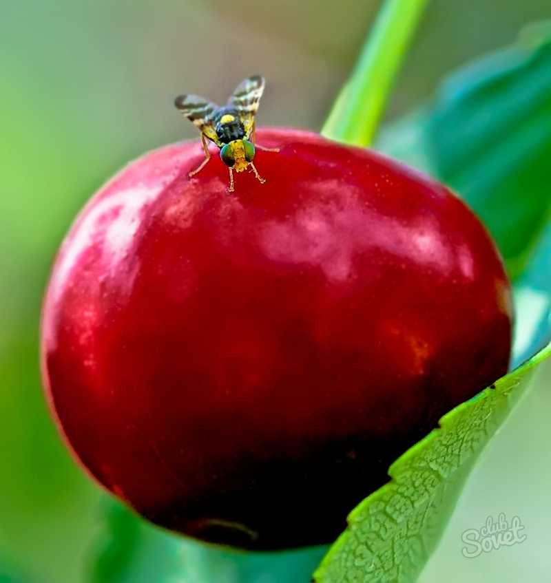 Как защитить черешню от червей вишневой мухи