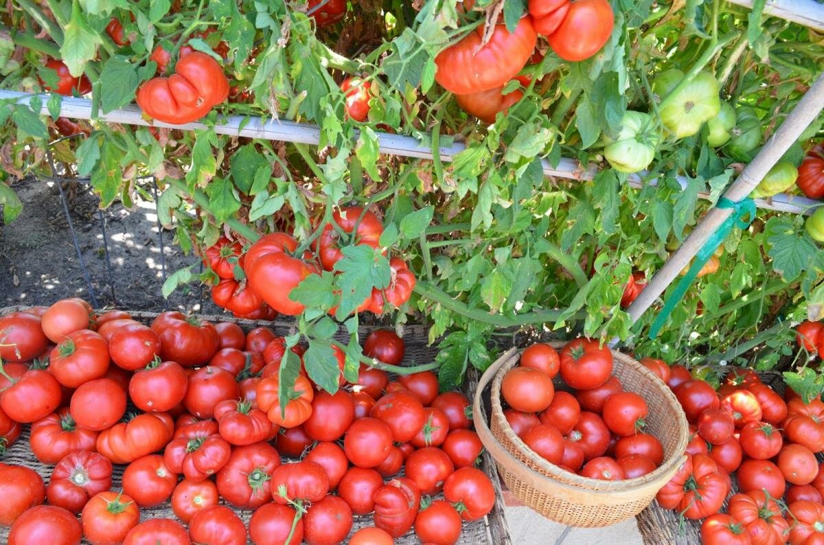 Выращивание помидоров от а до я: выбор сорта, подготовка рассады, методы посадки, уход